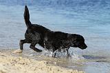 LABRADOR 592
